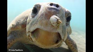 What Are Barnacles? | Sea Turtle Science
