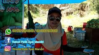 Lokasi Petik Apel Batu Malang | Makan Apel Sepuasnya Bawa Pulang Baru Bayar