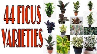 44 MOST BEAUTIFUL FICUS VARIETIES