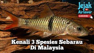 Spesies ikan sebarau di Malaysia