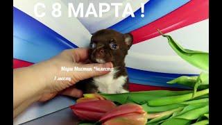 С 8 МАРТА ! Чилеста 1 месяц ! #НОВЫЙ_помёт_ЧИХУАХУА подарок МНЕ на 08.03.2025 Др. Литера "Ю"