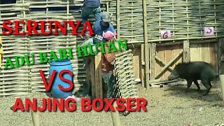 serunya adu babi hutan vs anjing boxser