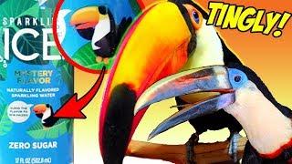 Baby Toucan Tries Sparkling Water for the First Time! (WITH A FLAVOR TWIST!)