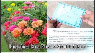 Portulaca Mix Flower Seed Flipkart @gardenjugaad #gardenjugaad