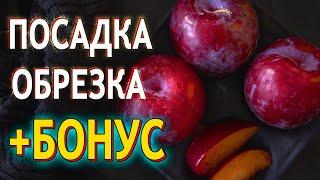 Как посадить и как обрезать Сливу весной правильно? Новая формировка Сливы...