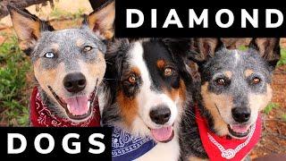 Introducing the Diamond Dogs