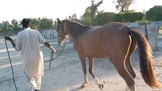 Horse meting in my village | amazing horse  video 2024