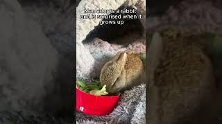 Man adopted a rabbit and is surprised when it grows up #animalshorts #shortvideo #animalrescue