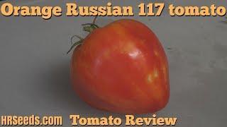 ⟹ Orange Russian 117 tomato | Solanum lycopersicum | Tomato review 2018