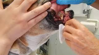 Dr. Kraemer Vet4Bulldog Bulldog periodontal disease and dental rinsing demo