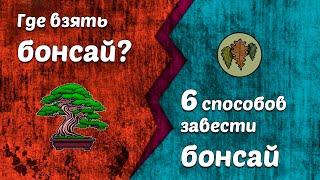 Шесть способов получить бонсай или где взять бонсай? @Studio.Bonsai