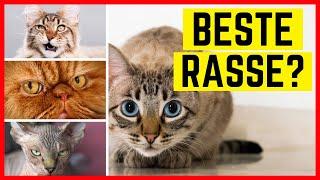 TOP 10 KATZENRASSEN - Das sind die beliebtesten Rassekatzen in Deutschland