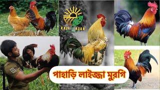 BD Agro World এর আবদুল্লাহ কেমন পাহাড়ি দেশি মুরগি নিয়ে আসলো ( part-1 ).