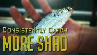 Where to Consistently Find Shad for Catfish Bait