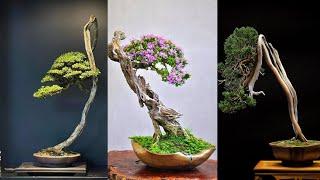 50 Inspirasi Gaya Bonsai Bunjin Terbaik