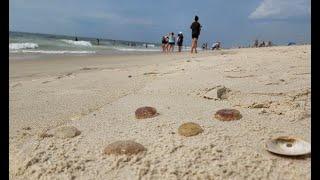 Hundreds stung by jellyfish on Florida beach