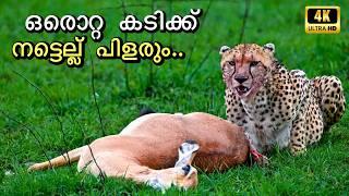 ഒരൊറ്റ കടിക്ക് നട്ടെല്ല് പിളരും | Masaimara Safari in 4K UHD | Season-2 EP1