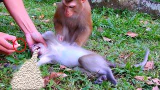 Please Save Of Life Monkeys l So Lovely Monkeys