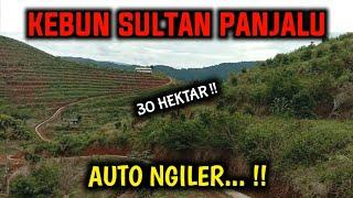 AUTO NGILER ‼️ KELILING KEBUN ALPUKAT TERLUAS DI PANJALU