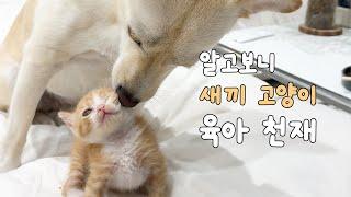 진짜 자기가 엄마 고양이인 줄 아는 강아지ㅠㅋㅋㅋ (새끼고양이 육아)