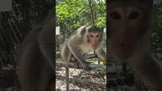 IMG 9132#cute #video #monkey #wildlife #babymonkey #babyanimal