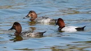 磯雁 (紅頭潛鴨) Common Pochard  13/02/2018