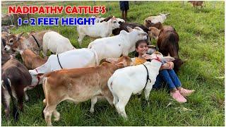 Cows in my farm  #free #youtube #lovely #yt #viral #pets #reels #tiktok #flute #miniature #punganur