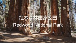 世界上最高的树 - 肖恩带你游美国第四集 - 红木国家公园 (Redwood National Park)