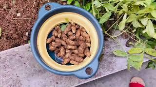 Peanut harvest