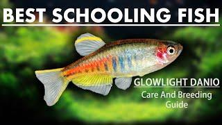 Glowlight Danios - Breeding & Care Guide-  Best Freshwater Schooling Fish For Your Aquarium