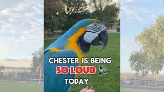 Chester is being so loud today ‍️