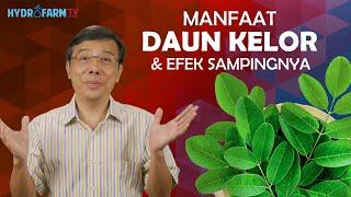 MANFAAT DAUN KELOR & EFEK SAMPINGNYA