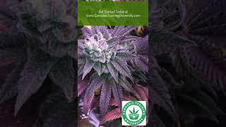 Cannabis Training University. The World's Leading Online Marijuana College! Start a cannabis job!