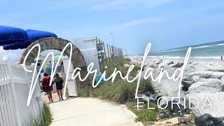 Swim with Dolphins at Marineland, FL! Things to Do and See at the Marineland Dolphin Adventure!