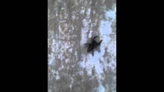 Jumping spider in NS