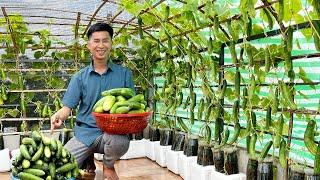 Just Plastic Bottles and Coconut Fiber–Double Cucumber Yield, No Watering Needed!