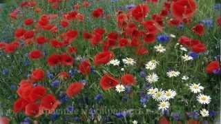 Magic Poppies