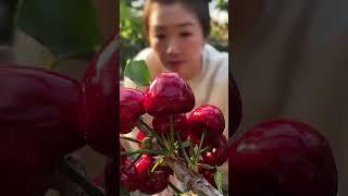 Harvesting picking cherry fruit #farming #fruit #satisfying #garden #2025