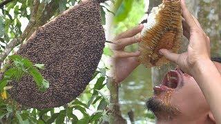 Primitive Technology: Hunting Giant Honeycomb In the Forest