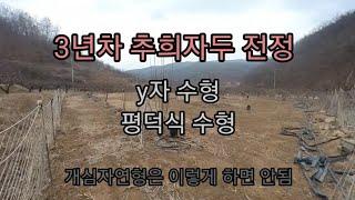 3년차 추희 자두 전정