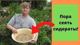 Какие сидераты сейчас можно посеять. Сидераты осенью