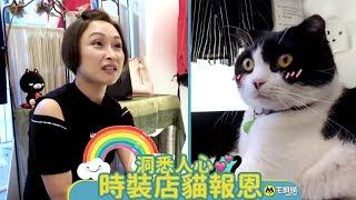 【動．人．故事】洞悉人心 時裝店貓報恩｜寵物店長 英短 貓之報恩 ｜毛城城 MoCityHK