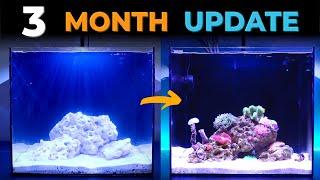 3rd Month - From Beginning to Now - Waterbox Cube 20 | Blue Reef Tank