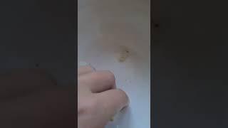 Личинки пчёл для БАД