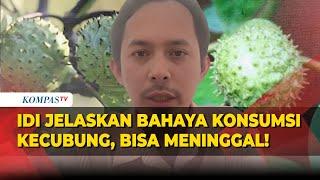 IDI Jelaskan Bahaya Konsumsi Kecubung, Gejala, hingga Pertolongan Pertama Jika Tertelan