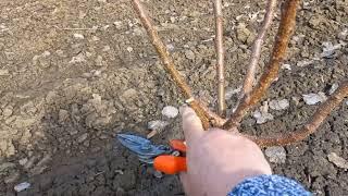 Обрізка і формування абрикоса на другий рік вегетації.