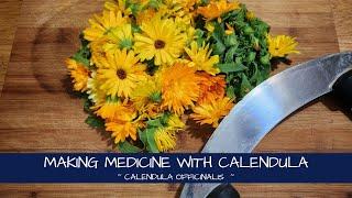 Making Medicine with Calendula officinalis