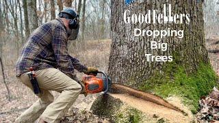 Cutting Trees with Chainsaw. Logger Drops Giant Oak Tree!!!!