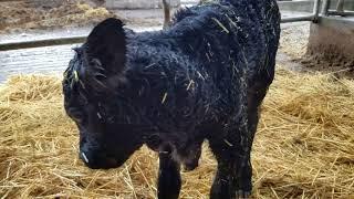 This is one way to grow your herd black Angus heifer calf