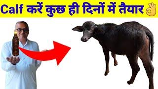 Calf कटड़ा कटड़ी को जल्दी तैयार कैसे करें | Calf starter | No.1 formula